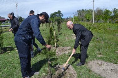 Mingəçevirdə “Şəhərsalma və Memarlıq İli” çərçivəsində ağacəkmə aksiyası keçirildi