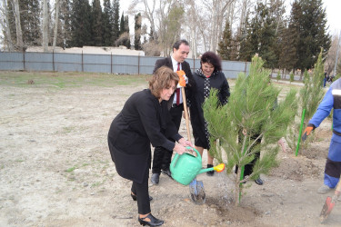 Mingəçevirdə ədliyyə işçiləri ağacəkmə aksiyası keçirib.