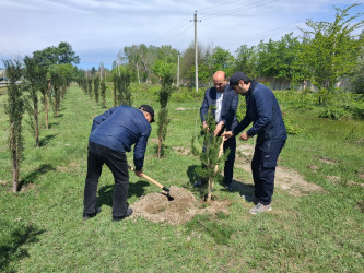 Mingəçevirdə “Şəhərsalma və Memarlıq İli” çərçivəsində ağacəkmə aksiyası keçirildi