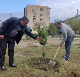 Oktyabr ayının 23-də Mingəçevir şəhərində ağacəkmə aksiyası davam etdirilib.