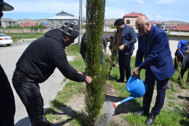Mingəçevirdə “Şəhərsalma və Memarlıq İli” çərçivəsində ağacəkmə aksiyası keçirildi