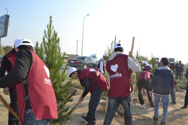 Şəhidlərin xatirəsinə ağacəkmə aksiyası keçirilib