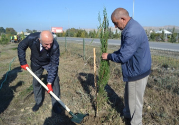 Oktyabrın 24 də Mingəçevir şəhərində ağacəkmə aksiyası davam etdirilib