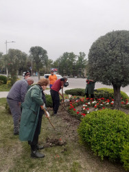 Mingəçevir şəhər İcra Hakimiyyətinin  "Konstitusiya və Suverenlik" ili ilə əlaqədar tərtib etdiyi Tədbirlər planına əsasən Yaşıllaşdırma və Sanitar Təmizlik İdarəsi ağac əkmə aksiyası keçirdi.