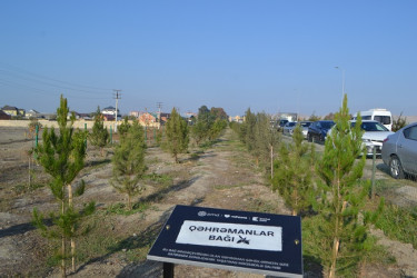 Şəhidlərin xatirəsinə ağacəkmə aksiyası keçirilib