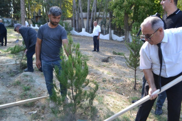 Mingəçevir şəhərində 27 sentyabr Anım günü münasibəti ilə şəhidlərin xatirəsinə ehtiram əlaməti olaraq ağacəkmə aksiyası keçirilmişdir.