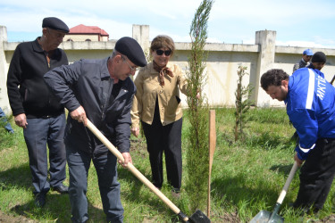 Mingəçevirdə “Şəhərsalma və Memarlıq İli” çərçivəsində ağacəkmə aksiyası keçirildi