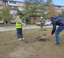 Oktyabr ayının 23-də Mingəçevir şəhərində ağacəkmə aksiyası davam etdirilib.