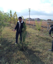 Oktyabr ayının 20-də Mingəçevir şəhərində ağacəkmə aksiyası davam etdirilib.