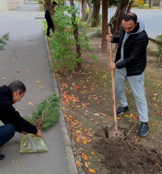 Oktyabrın 26 də Mingəçevir şəhərində ağacəkmə aksiyası davam etdirildi