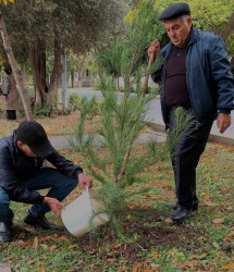 Oktyabrın 26 də Mingəçevir şəhərində ağacəkmə aksiyası davam etdirildi