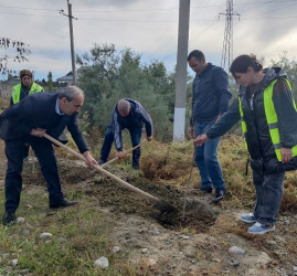 Mingəçevir şəhərində ağacəkmə aksiyası davam etdirilir.