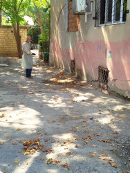 Mingəçevir Dezinfeksiya Stansiyasının əməkdaşları ilanlara qarşı profilaktik tədbirlər görmüşlər