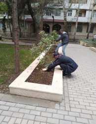 Oktyabr ayının 20-də Mingəçevir şəhərində ağacəkmə aksiyası davam etdirilib.