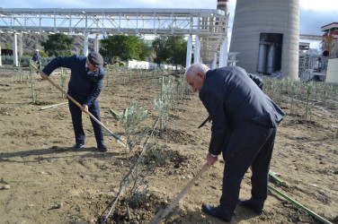 Oktyabr ayının 19-da Mingəçevirdə ağacəkmə aksiyası davam etdirilib.