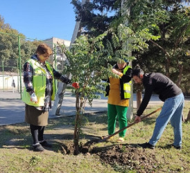 Oktyabrın 24 də Mingəçevir şəhərində ağacəkmə aksiyası davam etdirilib