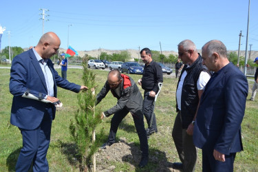 Aprelin 26-da Mingəçevir şəhər İcra Hakimiyyətinin  təşkilatçılığı ilə “Konstitusiya və Suverenlik ili” münasibəti ilə ağacəkmə aksiyası keçirilib.