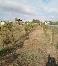 Oktyabr ayının 20-də Mingəçevir şəhərində ağacəkmə aksiyası davam etdirilib.