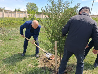 Mingəçevirdə “Şəhərsalma və Memarlıq İli” çərçivəsində ağacəkmə aksiyası keçirildi
