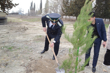 Mingəçevirdə ədliyyə işçiləri ağacəkmə aksiyası keçirib.