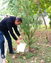 Oktyabrın 26 də Mingəçevir şəhərində ağacəkmə aksiyası davam etdirildi