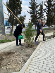 Mingəçevirdə Maliyyə Şöbəsinin işçiləri ağac əkmə aksiyası keçirib.