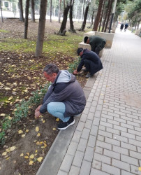 Oktyabr ayının 20-də Mingəçevir şəhərində ağacəkmə aksiyası davam etdirilib.