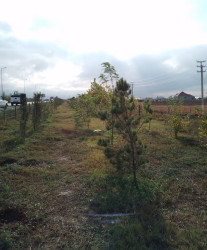 Oktyabr ayının 20-də Mingəçevir şəhərində ağacəkmə aksiyası davam etdirilib.