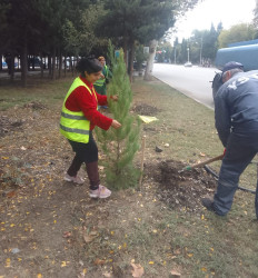 Oktyabr ayının 19-da Mingəçevirdə ağacəkmə aksiyası davam etdirilib.