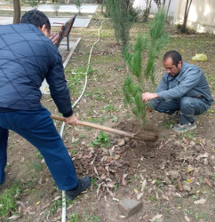 Oktyabrın 26 də Mingəçevir şəhərində ağacəkmə aksiyası davam etdirildi