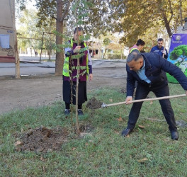 Oktyabrın 24 də Mingəçevir şəhərində ağacəkmə aksiyası davam etdirilib