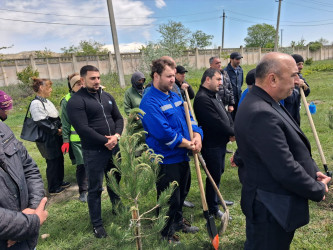 Mingəçevirdə “Şəhərsalma və Memarlıq İli” çərçivəsində ağacəkmə aksiyası keçirildi