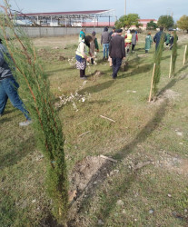 Oktyabrın 27 də Mingəçevir şəhərində ağacəkmə aksiyası davam etdirildi