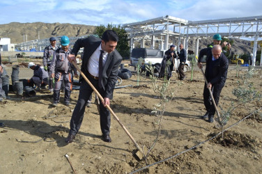 Oktyabr ayının 19-da Mingəçevirdə ağacəkmə aksiyası davam etdirilib.