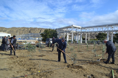 Oktyabr ayının 19-da Mingəçevirdə ağacəkmə aksiyası davam etdirilib.