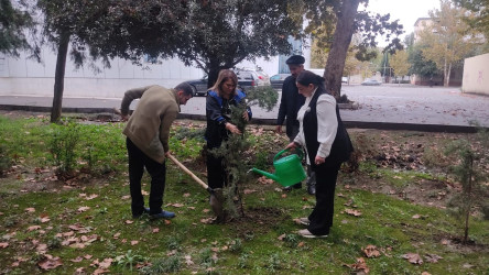 Oktyabrın 24 də Mingəçevir şəhərində ağacəkmə aksiyası davam etdirilib