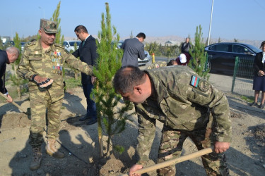 Şəhidlərin xatirəsinə ağacəkmə aksiyası keçirilib