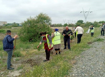 Mingəçevir şəhərində ağacəkmə aksiyası davam etdirilir.