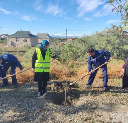 Oktyabr ayının 20-də Mingəçevir şəhərində ağacəkmə aksiyası davam etdirilib.