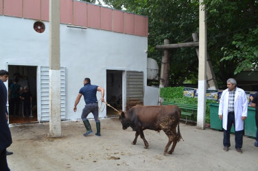 İyun ayının 6-da Müqəddəs Qurban Bayramı münasibəti ilə Mingəçevir şəhər İcra Hakimiyyətinin təşkilatçılığı ilə tədbir keçirilib.