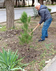 Oktyabrın 26 də Mingəçevir şəhərində ağacəkmə aksiyası davam etdirildi