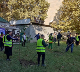 Oktyabrın 24 də Mingəçevir şəhərində ağacəkmə aksiyası davam etdirilib