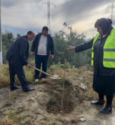 Mingəçevir şəhərində ağacəkmə aksiyası davam etdirilir.