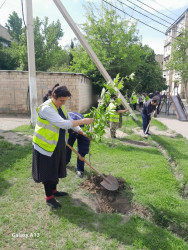 Mingəçevir şəhər İcra Hakimiyyətinin  "Konstitusiya və Suverenlik" ili ilə əlaqədar tərtib etdiyi Tədbirlər planına əsasən Yaşıllaşdırma və Sanitar Təmizlik İdarəsi ağac əkmə aksiyası keçirdi.