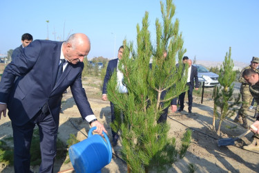 Şəhidlərin xatirəsinə ağacəkmə aksiyası keçirilib
