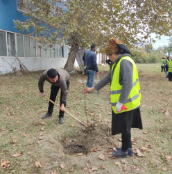 Oktyabrın 27 də Mingəçevir şəhərində ağacəkmə aksiyası davam etdirildi