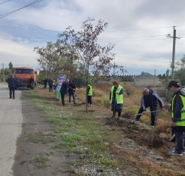 Mingəçevir şəhərində ağacəkmə aksiyası davam etdirilir.