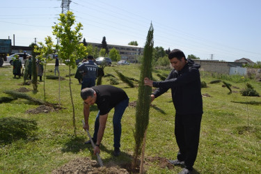Aprelin 26-da Mingəçevir şəhər İcra Hakimiyyətinin  təşkilatçılığı ilə “Konstitusiya və Suverenlik ili” münasibəti ilə ağacəkmə aksiyası keçirilib.