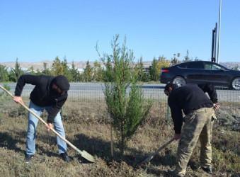 Oktyabrın 24 də Mingəçevir şəhərində ağacəkmə aksiyası davam etdirilib