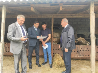 Mingəçevirdə heyvanların identifikasiyası ilə bağlı maarifləndirici görüşlər keçirilib.